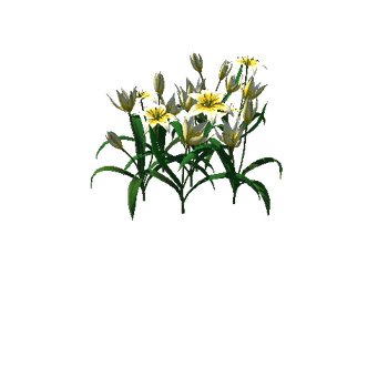 Flower Tulipa Bìlora_1_1